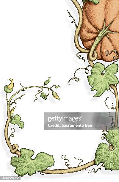 Charles Waltmire color illustration of a decorative pumpkin and vine for page design.