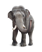 Elephant isolated on white with clipping path included