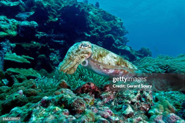 pharaoh cuttlefish - cuttlefish stock pictures, royalty-free photos & images