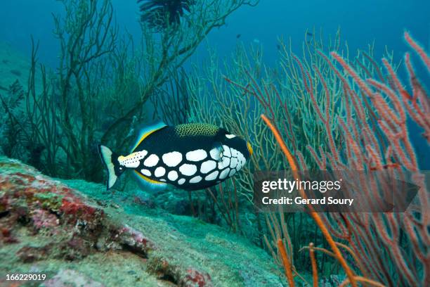 clown triggerfish - trigger fish stock pictures, royalty-free photos & images