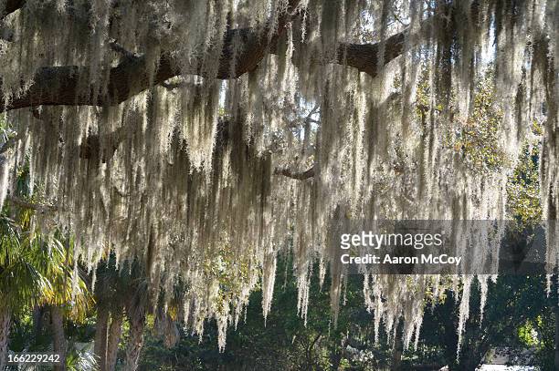 spanish moss - air plant stock pictures, royalty-free photos & images