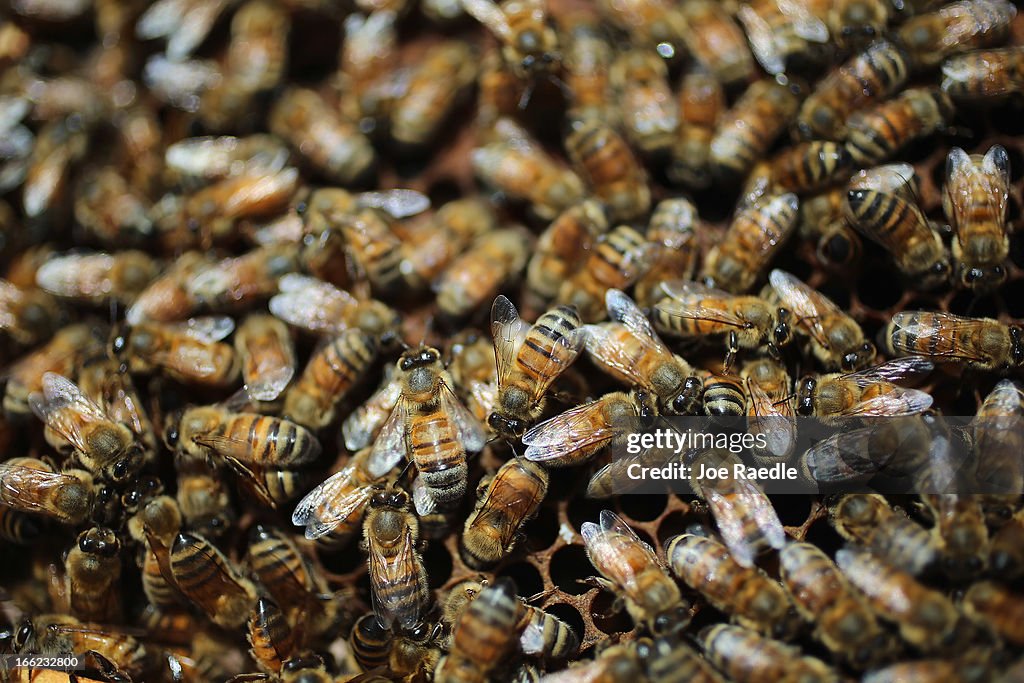 Honeybees Endangered As Colony Collapse Disorders Worsens