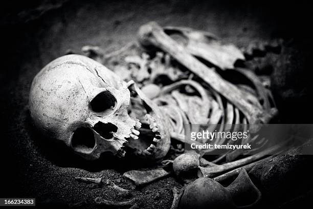 skull - human skull museum stock pictures, royalty-free photos & images
