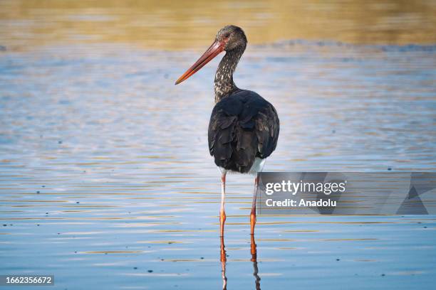Black stork, one of the rare bird species, is seen at Alacati Wetland, which hosts more than a hundred bird species every year, in Izmir, Turkiye on...