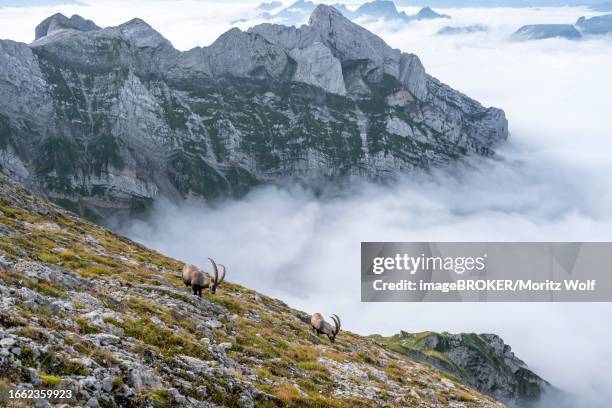 ibex in the appenzell alps, on the saentis, fog cover in the mountains, switzerland - swiss ibex bildbanksfoton och bilder