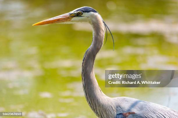 great blue heron - blue heron stock pictures, royalty-free photos & images