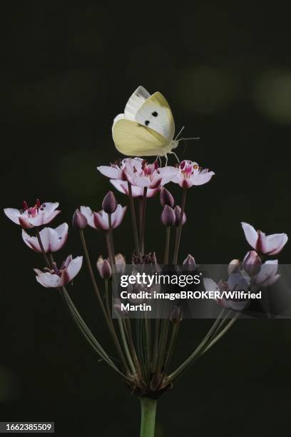 small white (pieris rapae) sitting on flower of flowering rush (butomus umbellatus), hesse, germany - umbellatus stock pictures, royalty-free photos & images