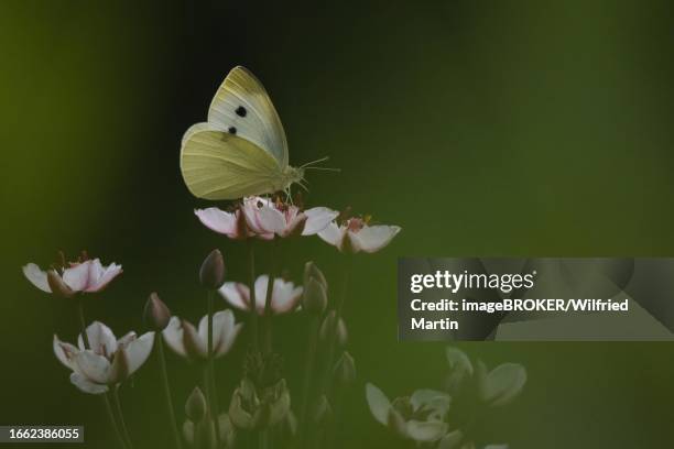 small white (pieris rapae) sitting on flower of flowering rush (butomus umbellatus), hesse, germany - umbellatus stock pictures, royalty-free photos & images