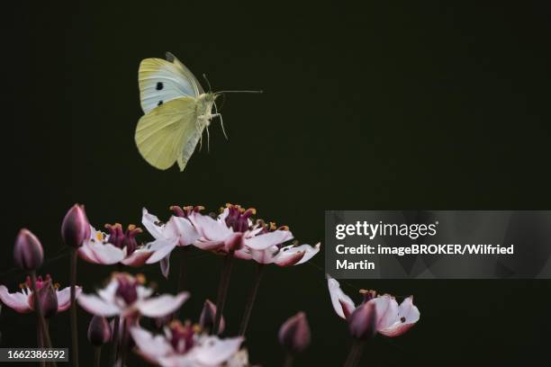 small white (pieris rapae) in flight over flowering rush (butomus umbellatus), hesse, germany - umbellatus stock pictures, royalty-free photos & images