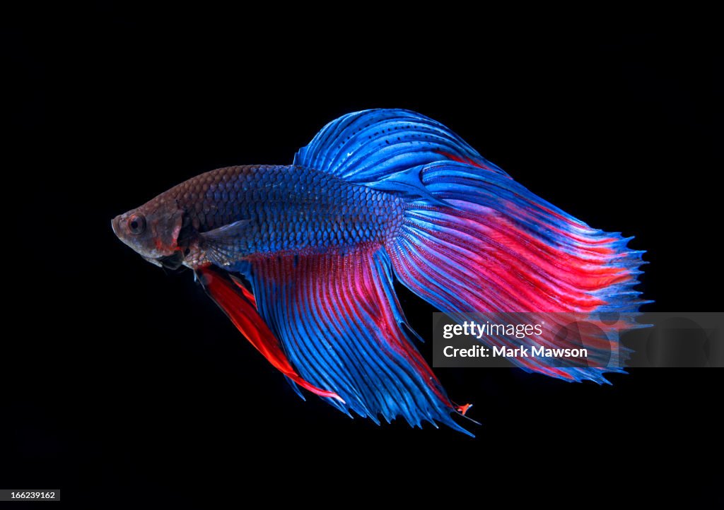 Siamese Fighting Fish