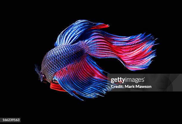 siamese fighting fish - iridescent stock-fotos und bilder