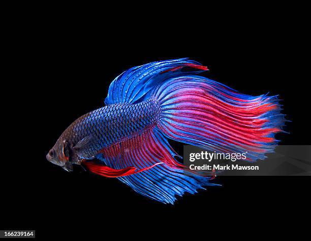 siamese fighting fish - kampffische stock-fotos und bilder