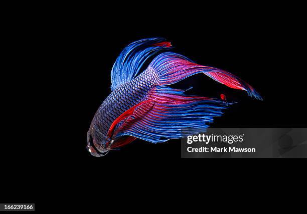 siamese fighting fish - tropical fish stock pictures, royalty-free photos & images