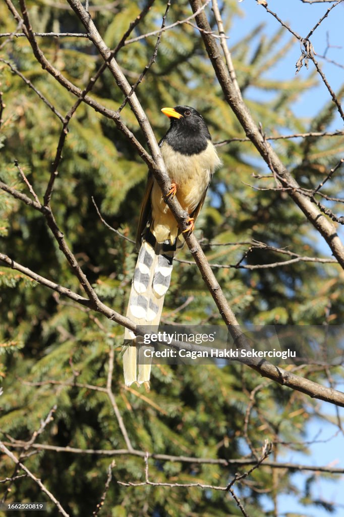Yellow-billed blue-magpie, Urocissa flavirostris, perching in a tree