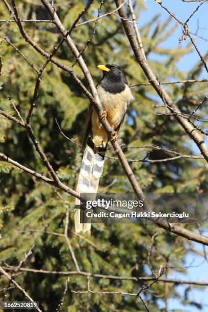 yellow-billed blue-magpie, urocissa flavirostris, perching in a tree - yellow billed magpie stock pictures, royalty-free photos & images