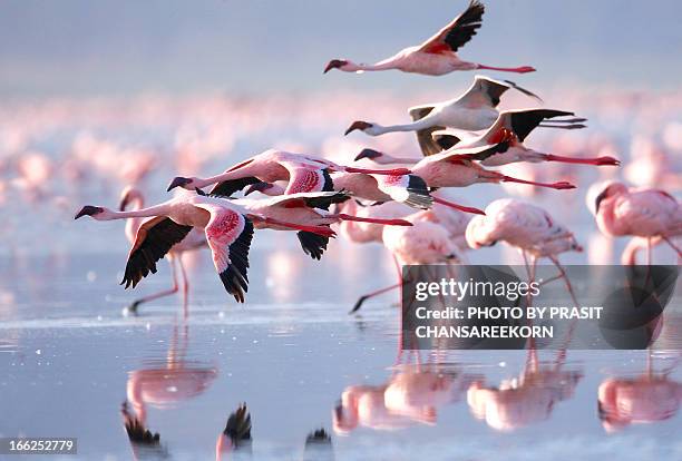 pink flamingos - wildlife stock-fotos und bilder