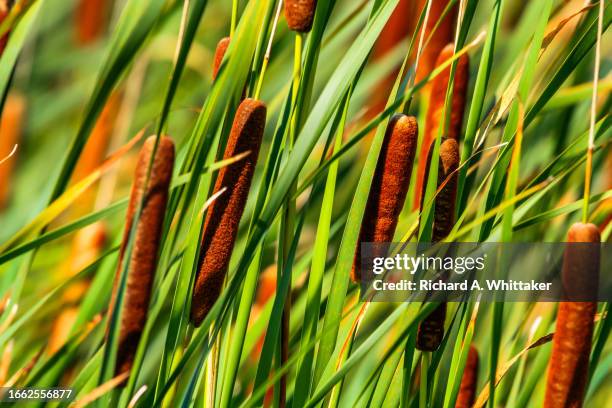 Fake Bull Rushes Bull Rushes Photos and Premium High Res Pictures - Getty Images