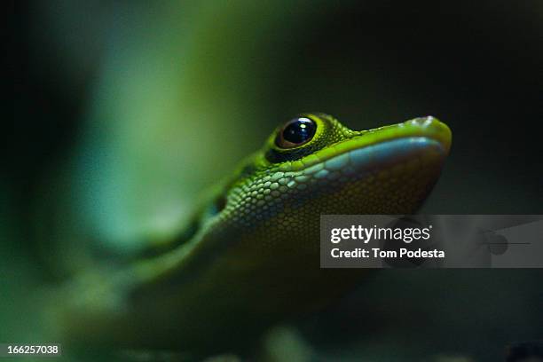 day gecko - gecko stock-fotos und bilder