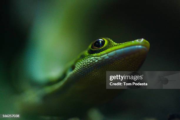 day gecko - geco foto e immagini stock