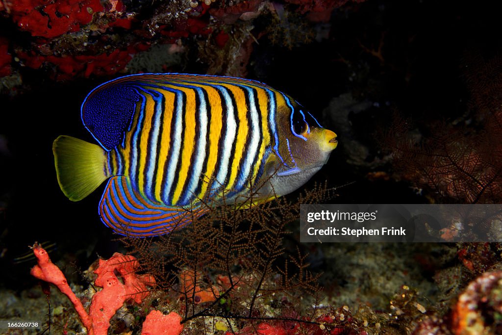 Regal angelfish on coral reef