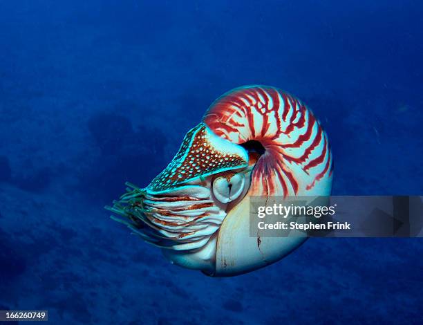 chambered nautilus swimming - countershading stock-fotos und bilder