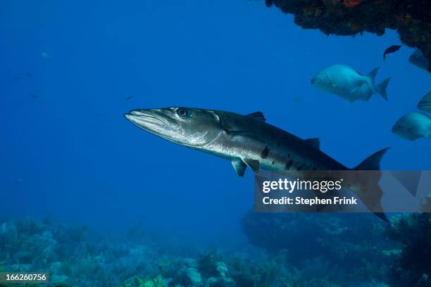 barracuda on coral reef - barracuda stock pictures, royalty-free photos & images