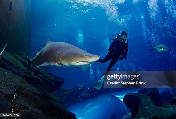 sand tiger shark and diver - georgia aquarium stock pictures, royalty-free photos & images