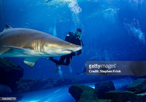 sand tiger shark and diver - atlanta aquarium stock pictures, royalty-free photos & images