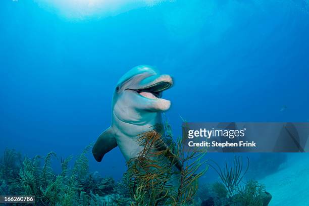 dolphin underwater - delphine stock-fotos und bilder