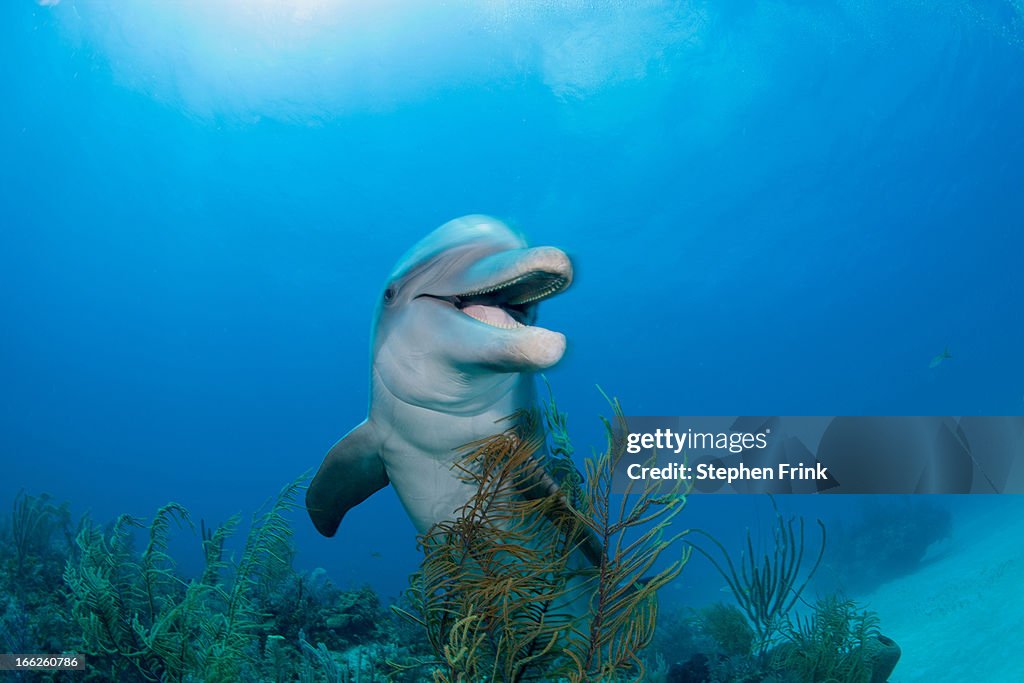 Dolphin underwater