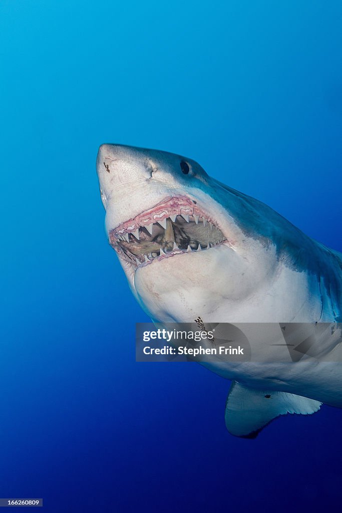 Great white shark
