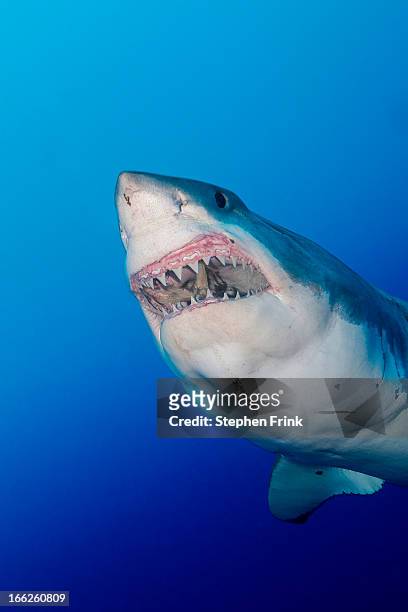 great white shark - tierangriff stock-fotos und bilder