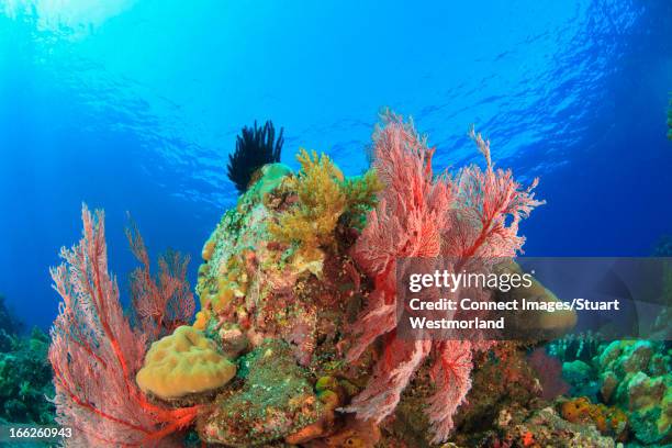 Sea Rocks Coral 12,956 Coral Rock Stock Photos, High-Res Pictures, and Images - Getty ...
