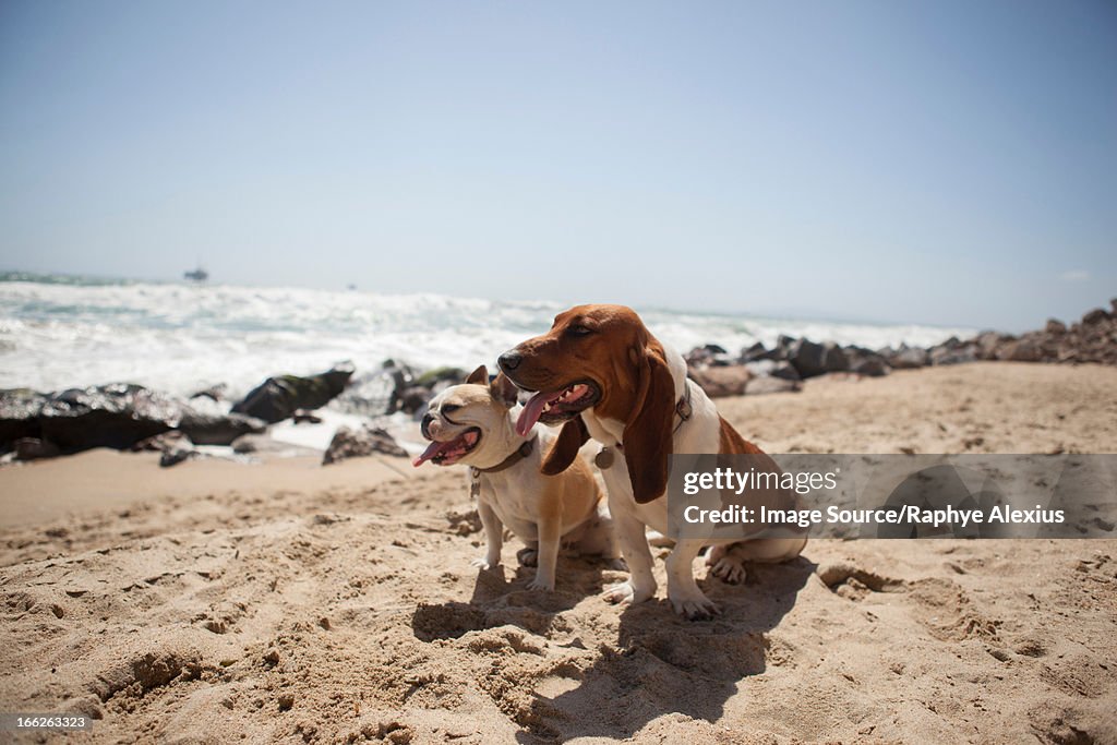 Dogs panting together on beach