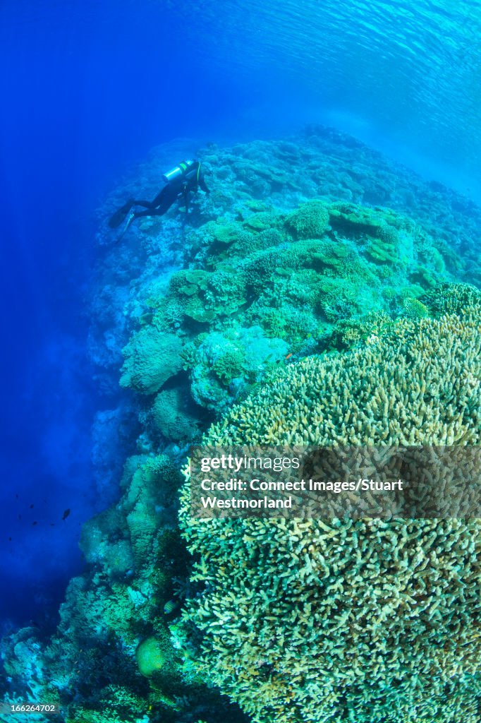 Diver swimming in coral reef