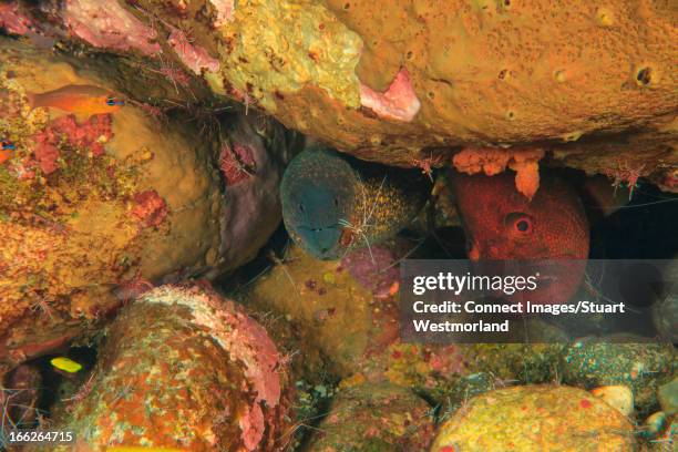 tomato grouper and eel in coral reef - moray eel stock pictures, royalty-free photos & images