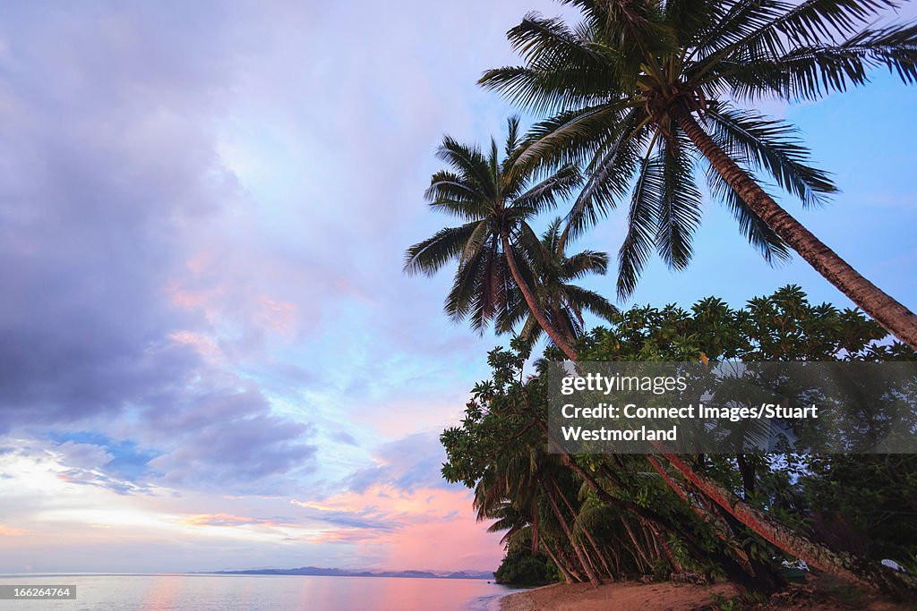 Palm trees overlooking tropical beach