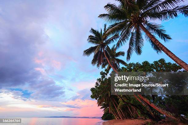 palm trees overlooking tropical beach - fiji landscape stock pictures, royalty-free photos & images