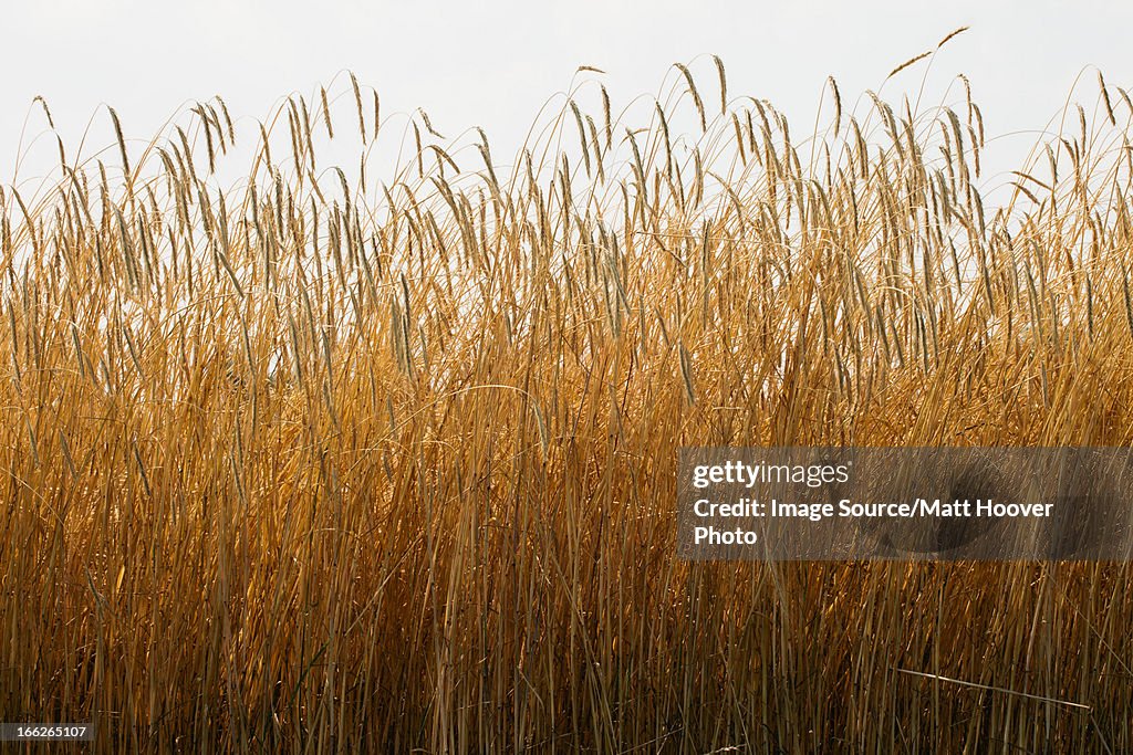 Field of tall wheat