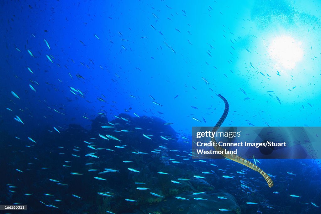Eel swimming in school of fish