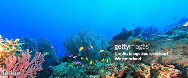 fish swimming in coral reef - exotische fische stock-fotos und bilder