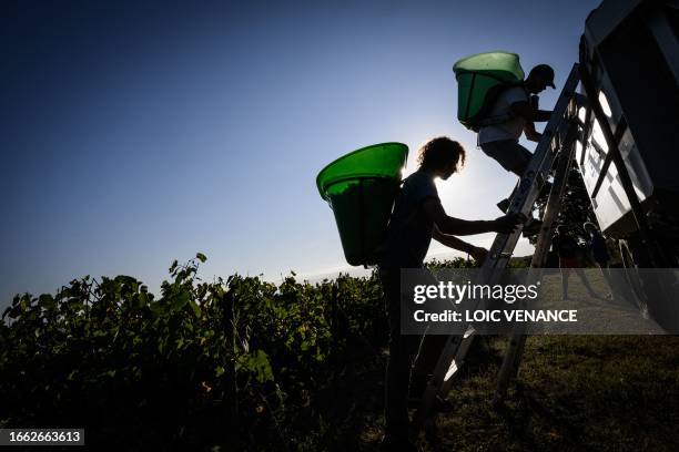 Morning sunlight silhouettes workers as they unload harvested grapes, in a muscadet vineyard, in Chateau-Thebaud, western France, on September 13,...