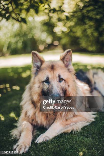 german sheperd lying on grass - german shepherd angry photos et images de collection