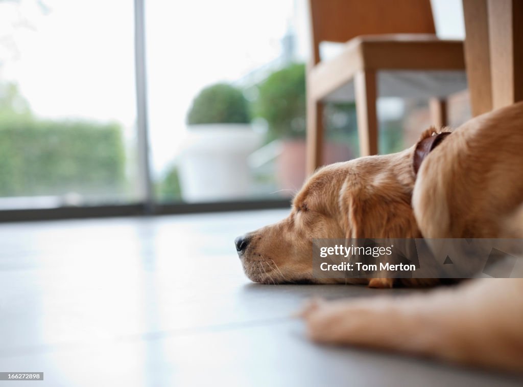 Cão pôr no chão na sala de estar