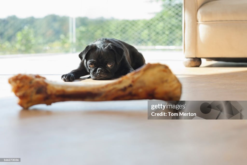 Dog resisting bone in living room