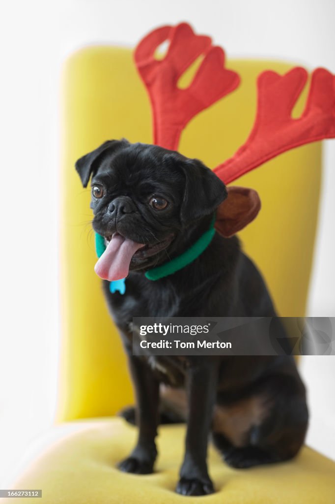 Panting dog wearing reindeer horns