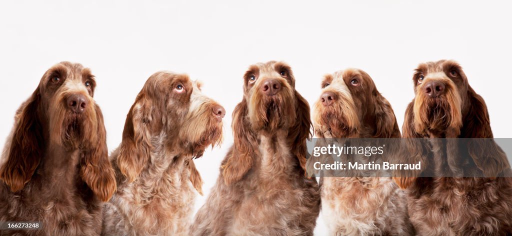 Group of identical dogs sitting together