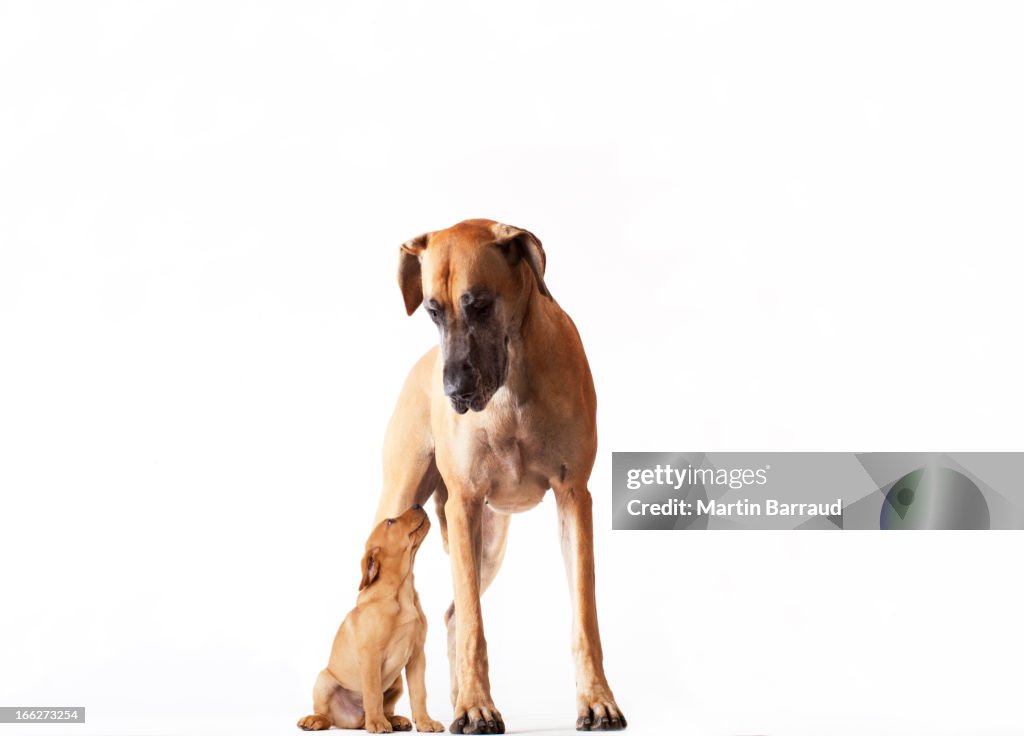 Mother dog standing with puppy