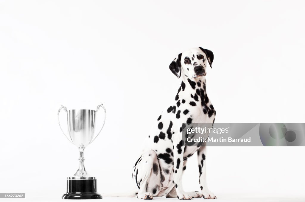 Dog sitting by trophy