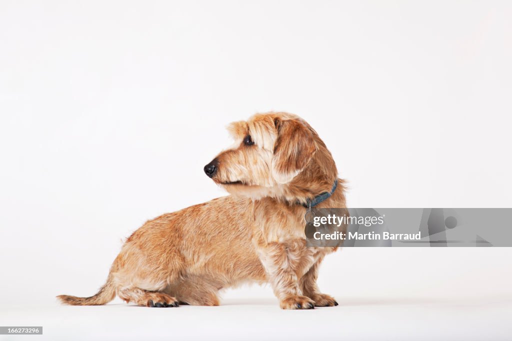 Dog looking over its shoulder